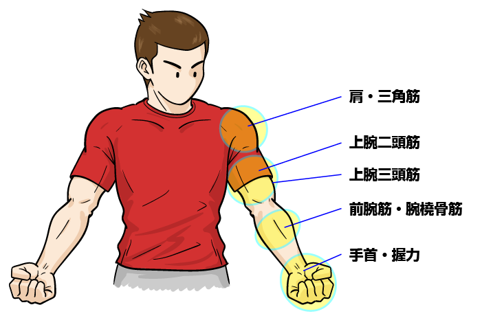 握力・手首・前腕筋・上腕二頭筋・上腕三頭筋・三角筋を鍛えるトレーニング方法